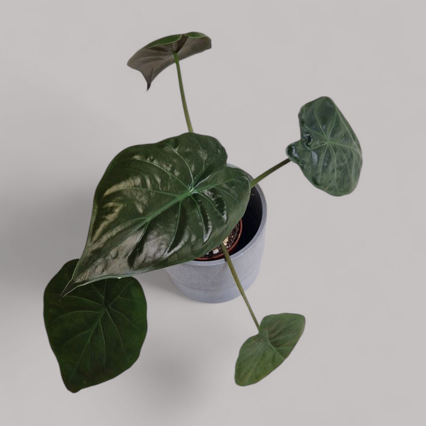 Alocasia Wentii