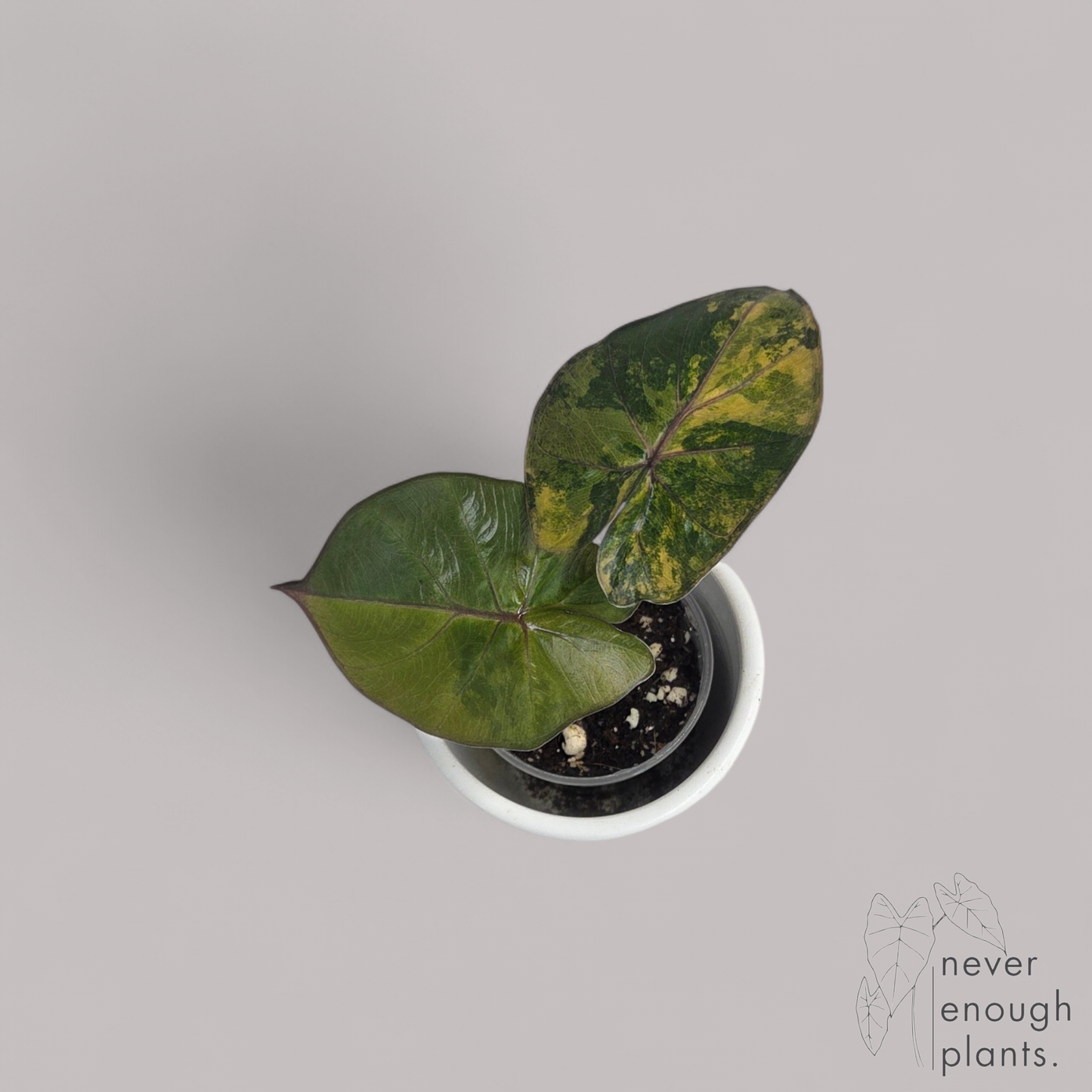 Alocasia Yucatan Princess Aurea Variegata