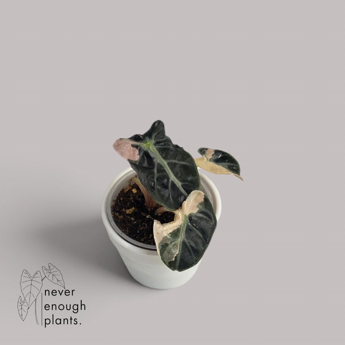 Alocasia Ballon Heart Variegata