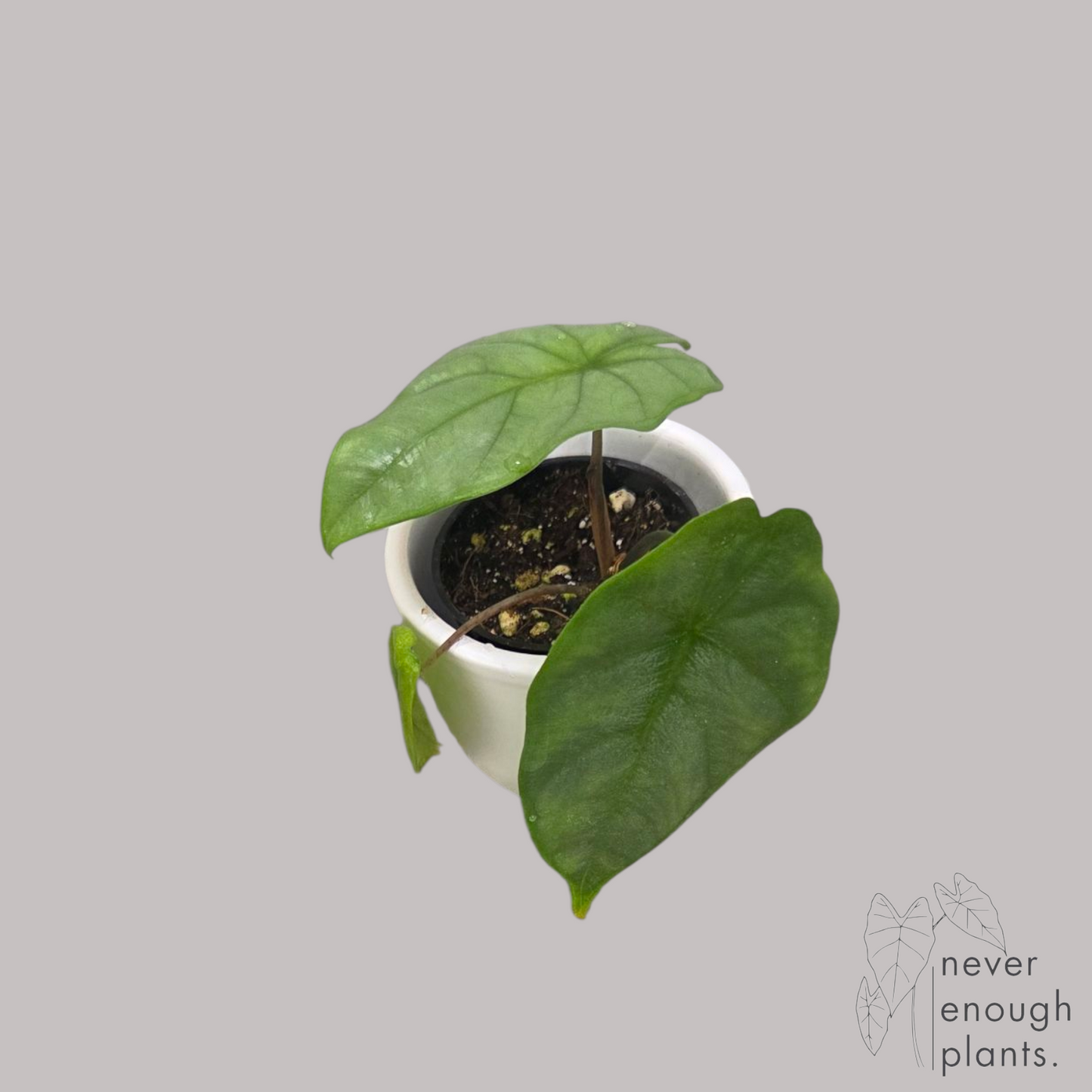 Alocasia Heterophylla 'Corazon'