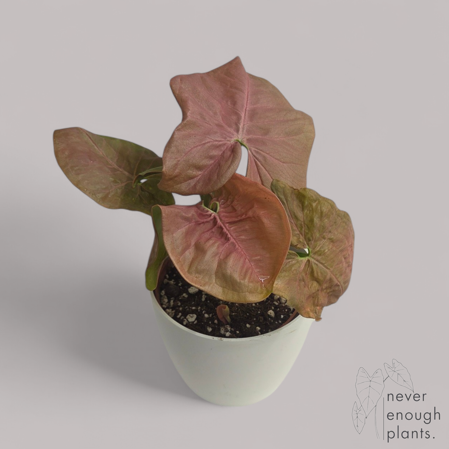 Syngonium Neon Robusta