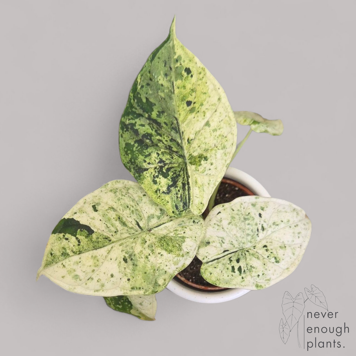 Alocasia Dragon Scale Mint