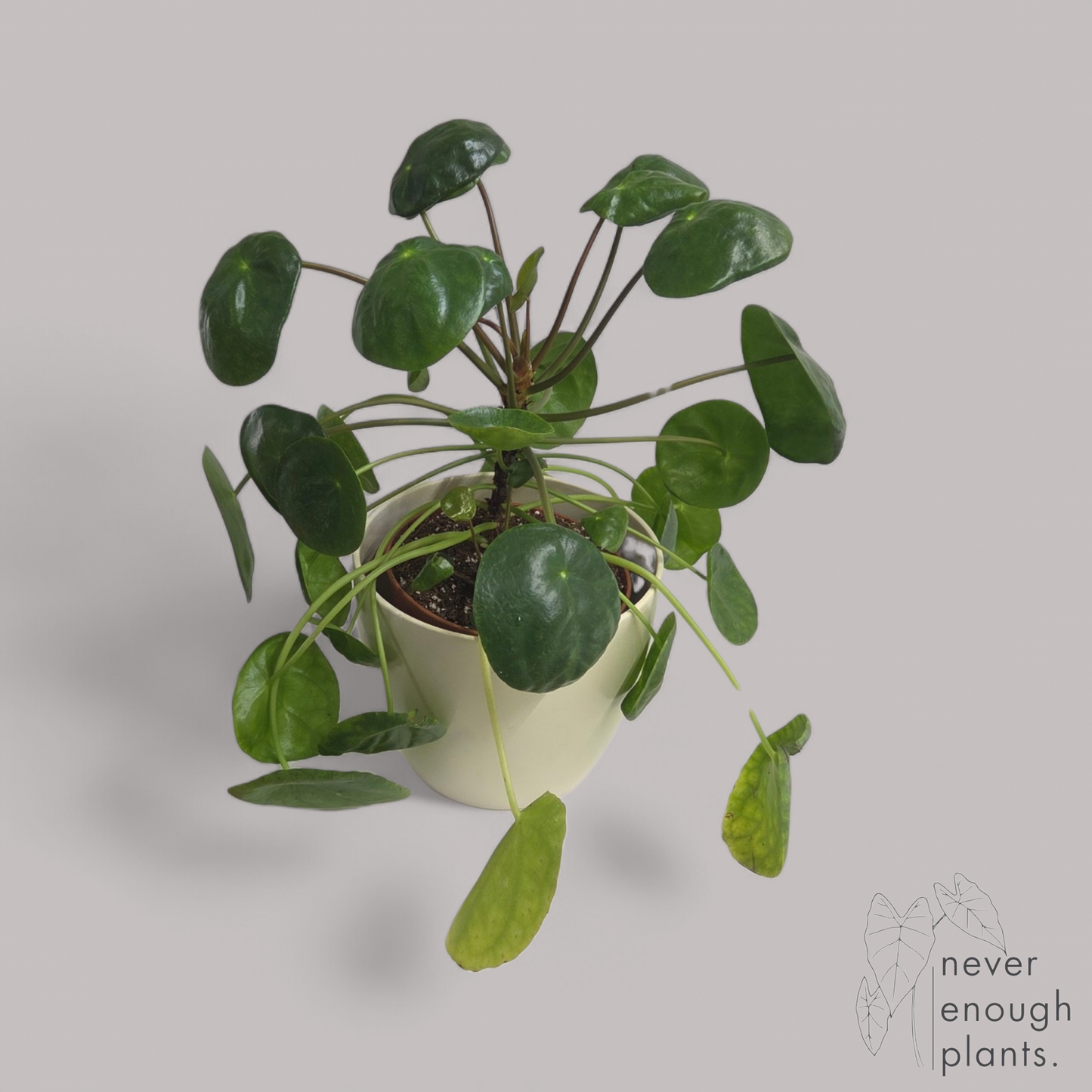 Pilea Peperomioides 'Mojito'