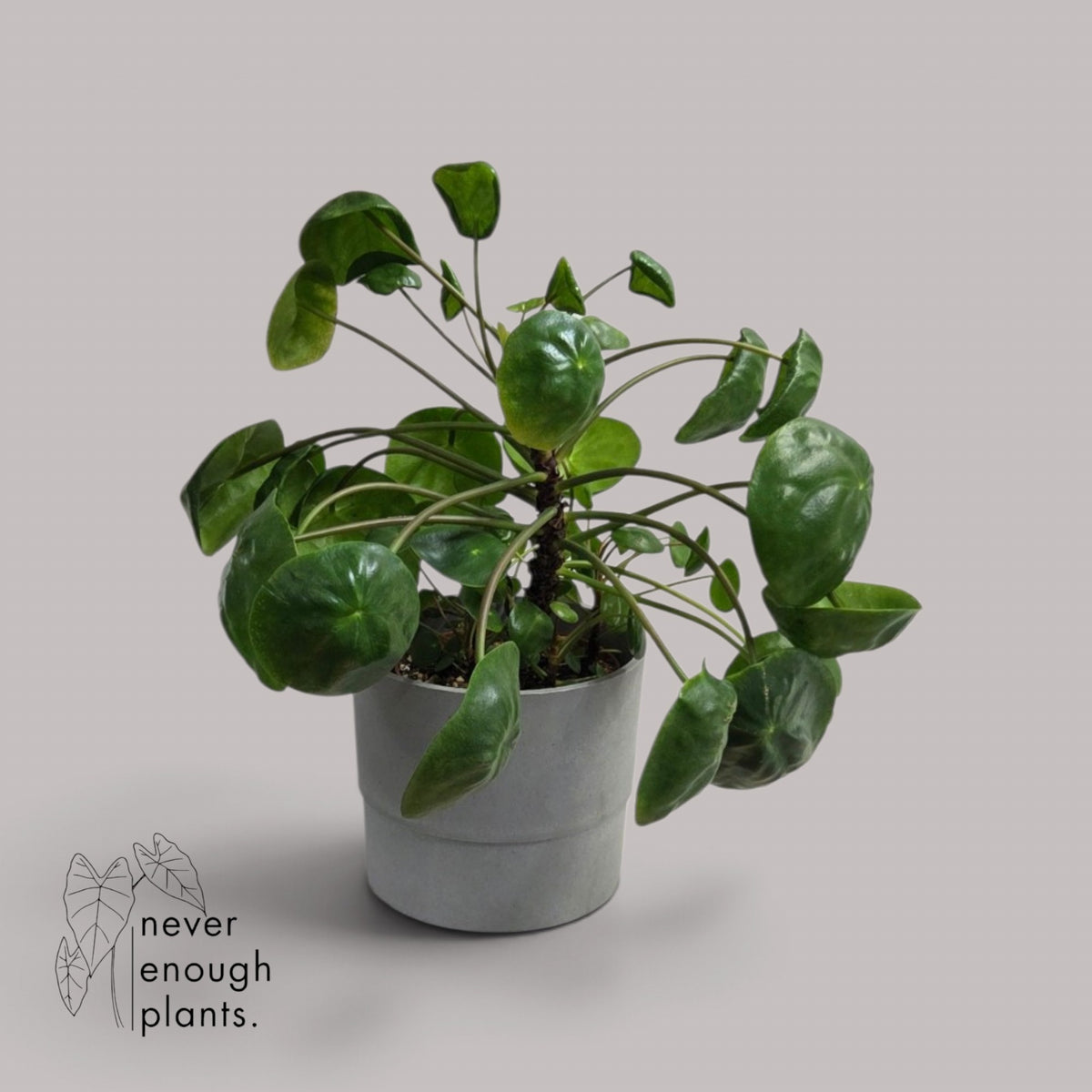Pilea Peperomioides 'Mojito'