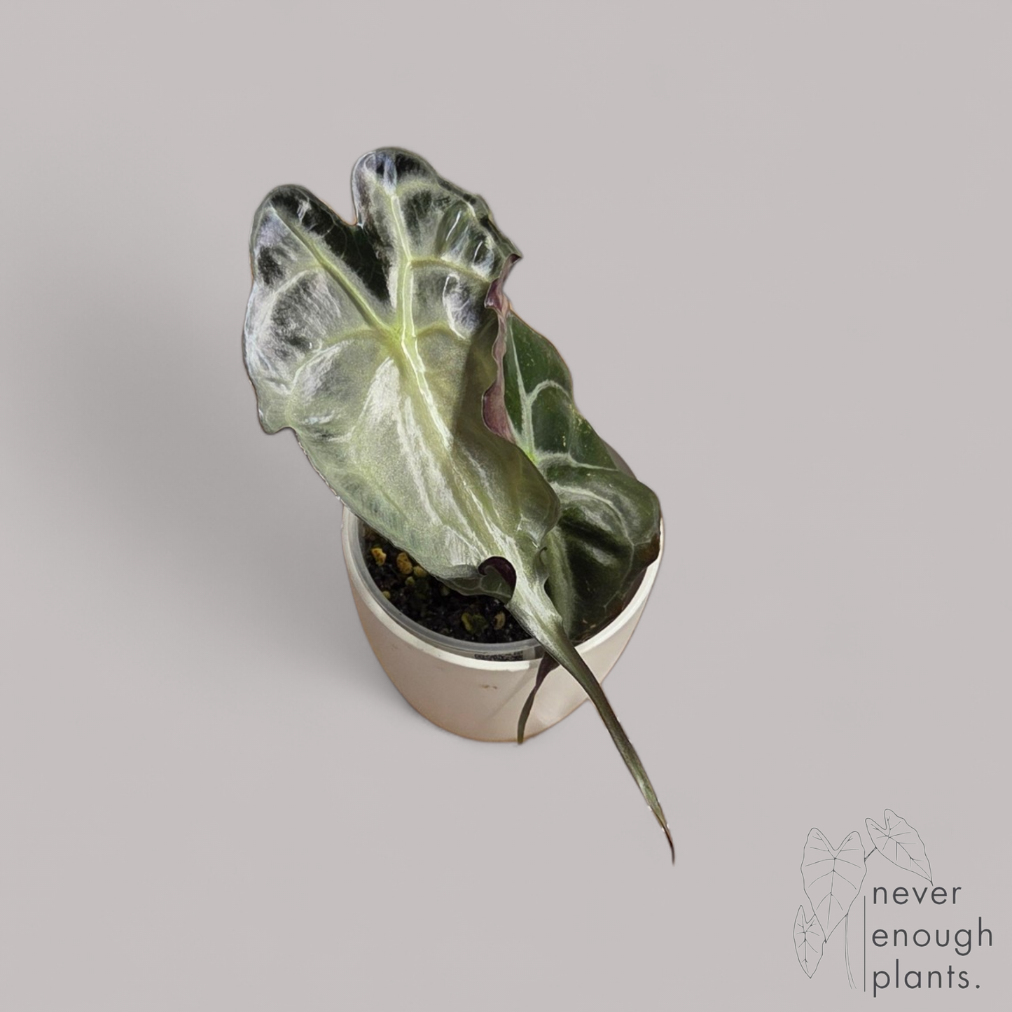 Alocasia Venom