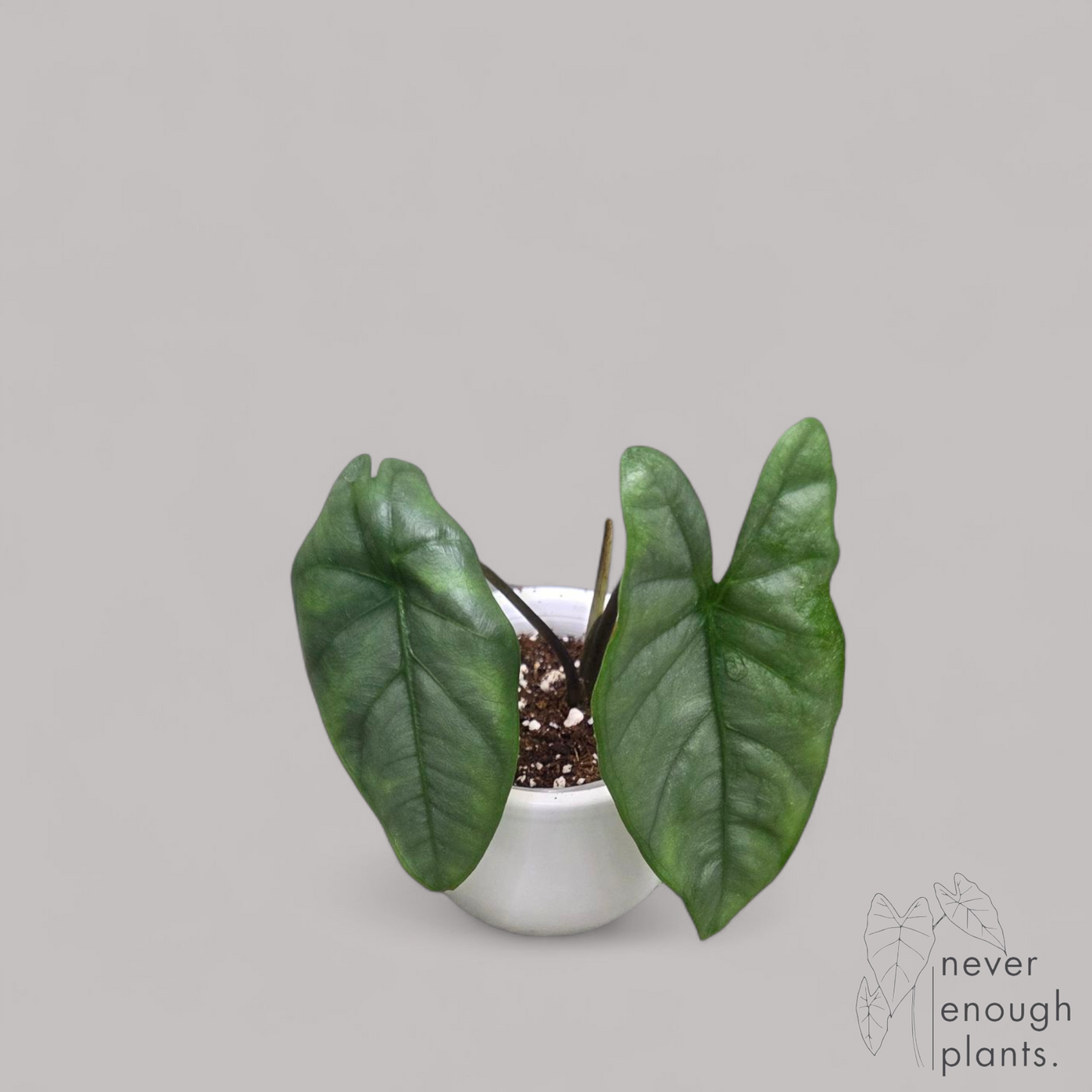 Alocasia Heterophylla 'Corazon'