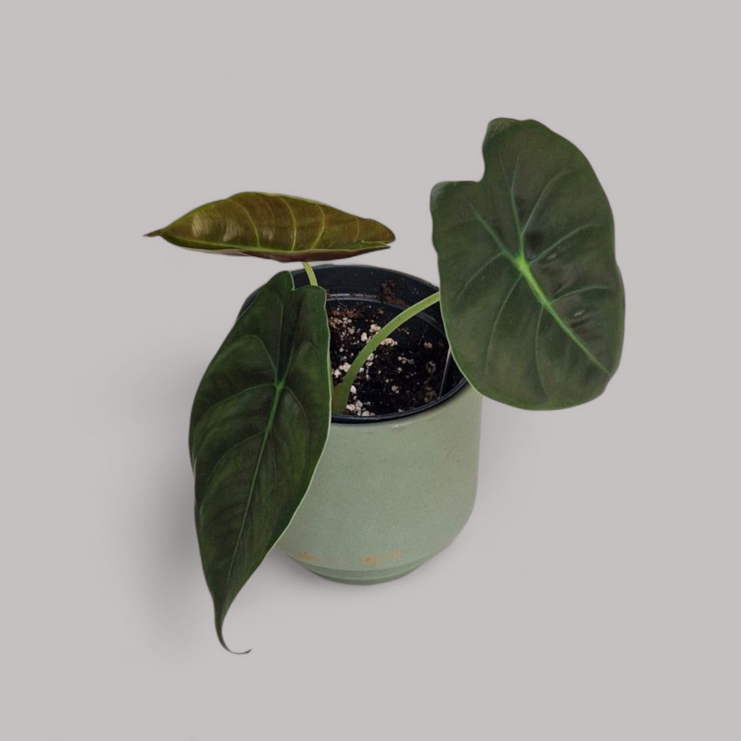 Alocasia Golden Bone