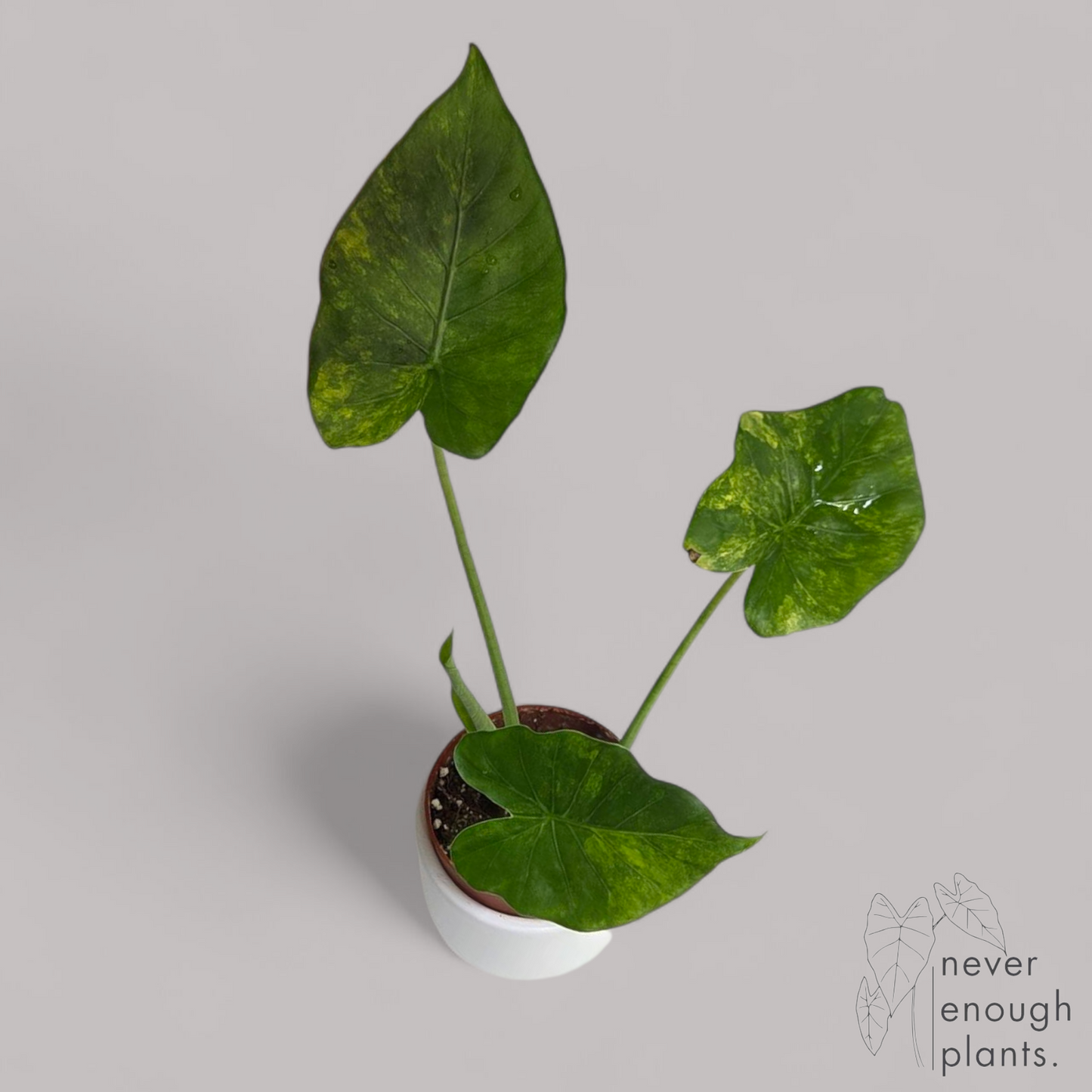 Alocasia Gageana Aurea Variegata