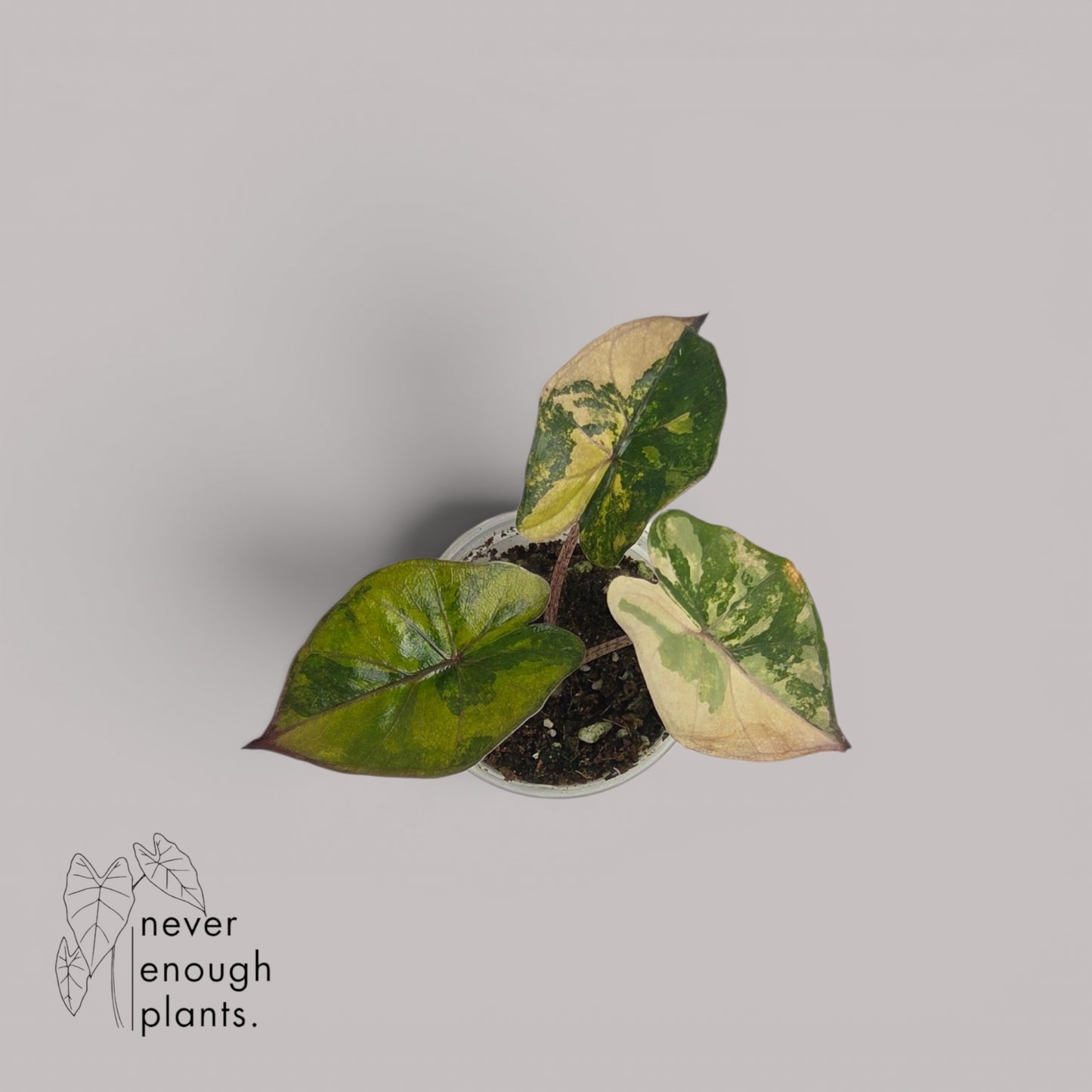 Alocasia Yucatan Princess Aurea Variegata