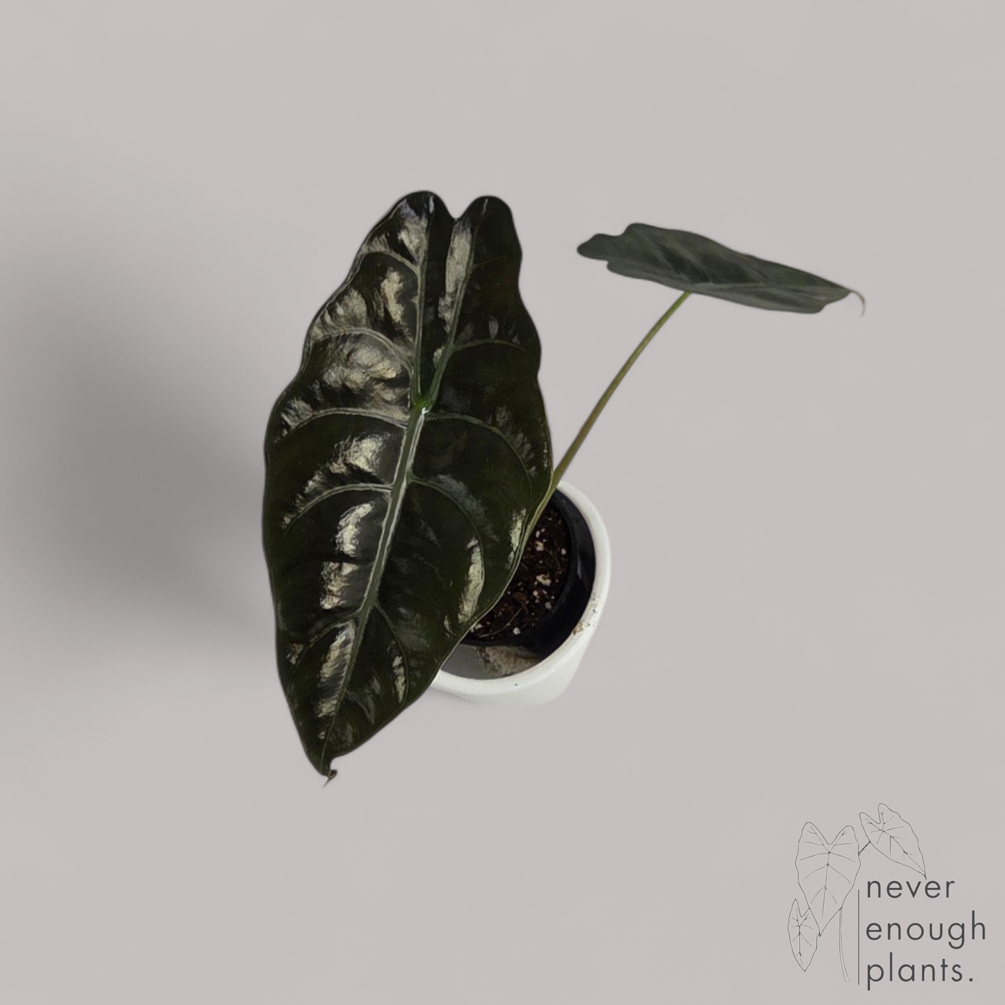 Alocasia Chantrieri