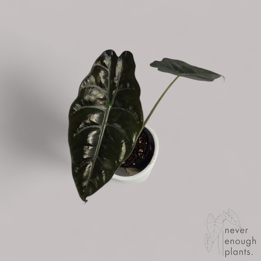 Alocasia Chantrieri