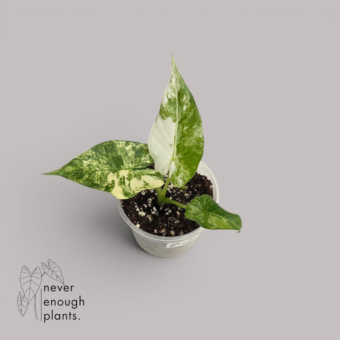 Alocasia Gageana Albo Variegata