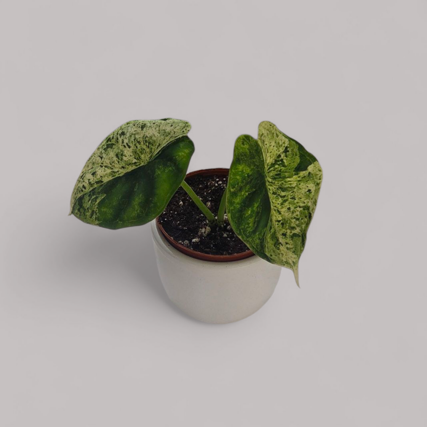 Alocasia Dragon Scale Mint