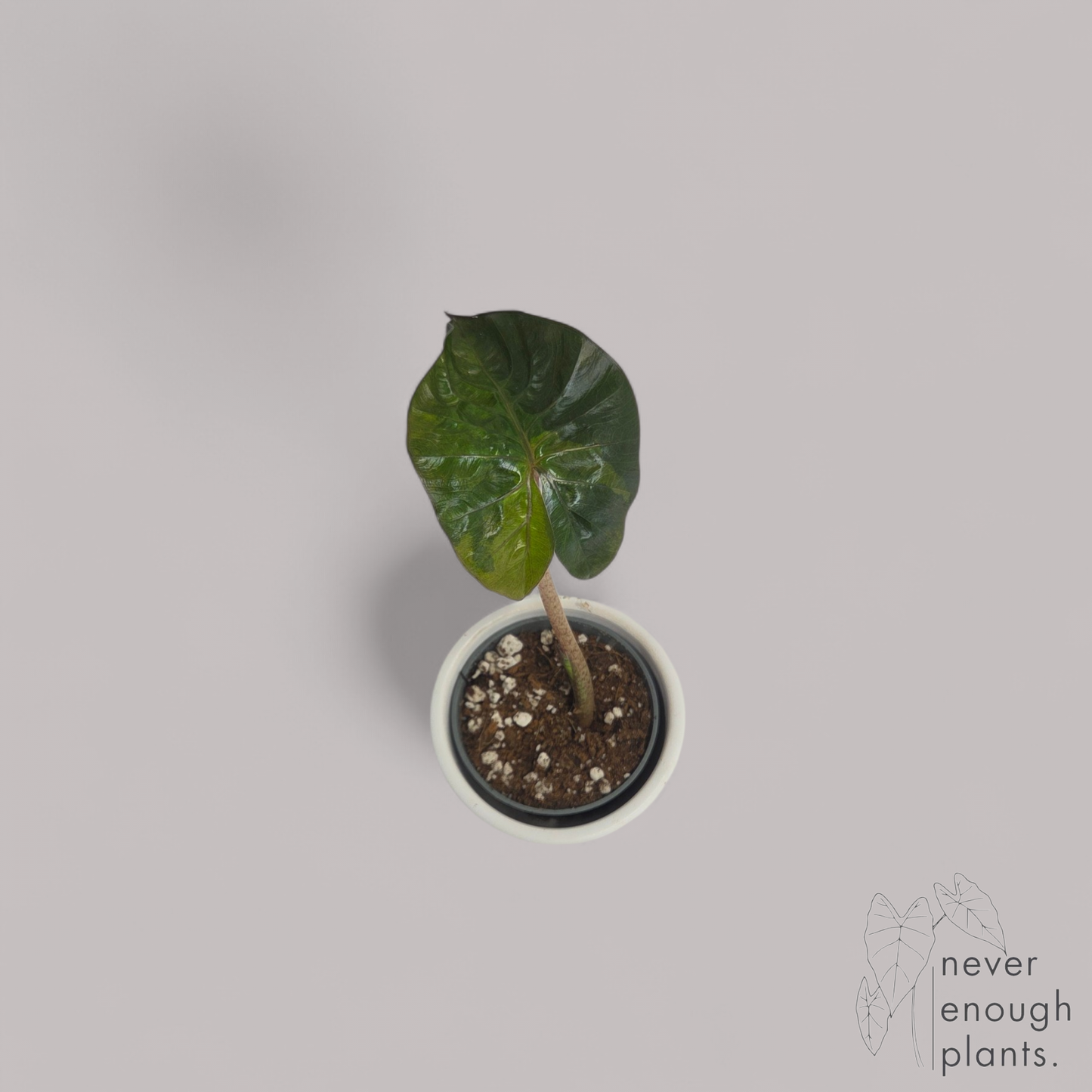 Alocasia Yucatan Princess Aurea Variegata