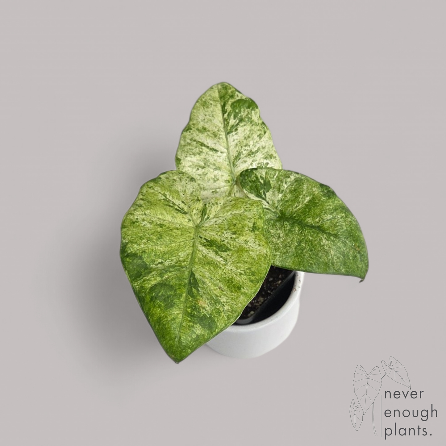 Alocasia Odora 'Batik'