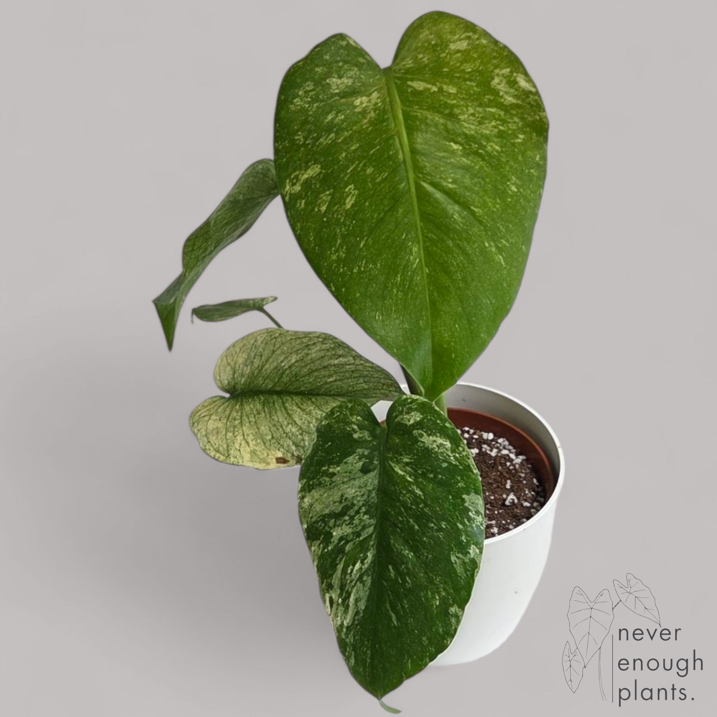 Monstera Deliciosa Mint Variegata