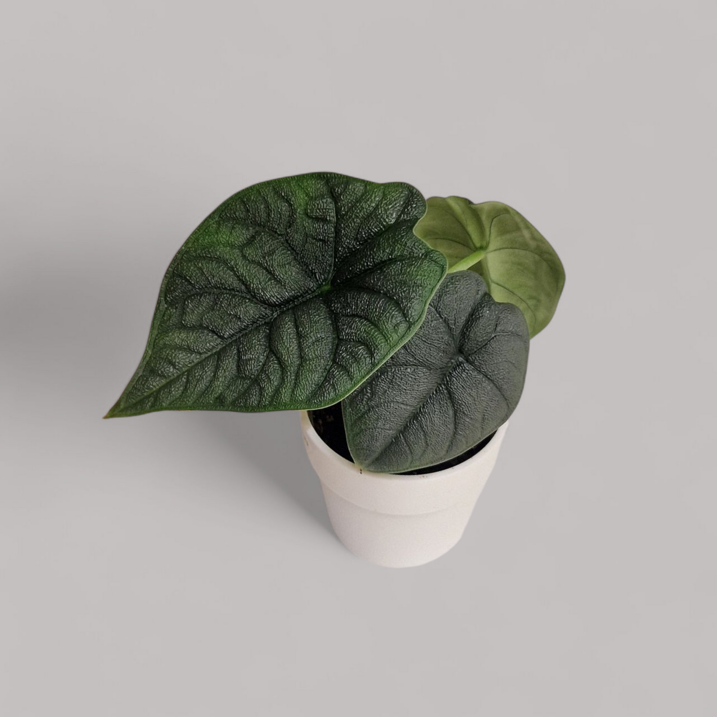 Alocasia 'Melo'