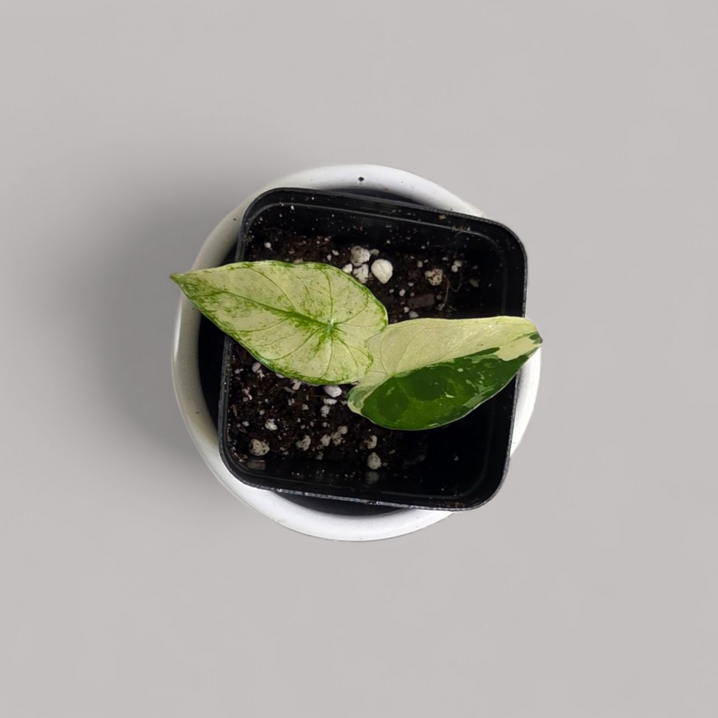 Alocasia Gageana Albo Variegata