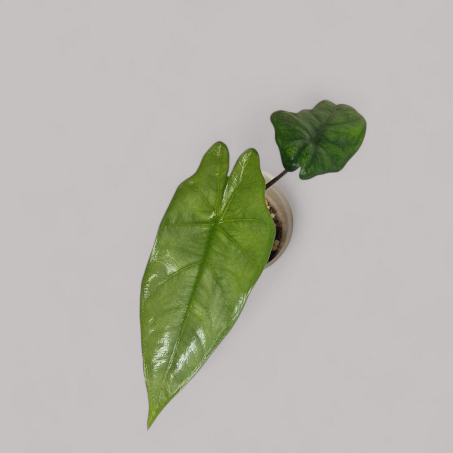 Alocasia Heterophylla 'Corazon'