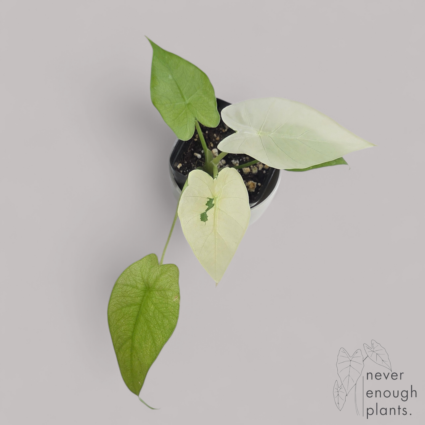 Alocasia Gageana Ghost