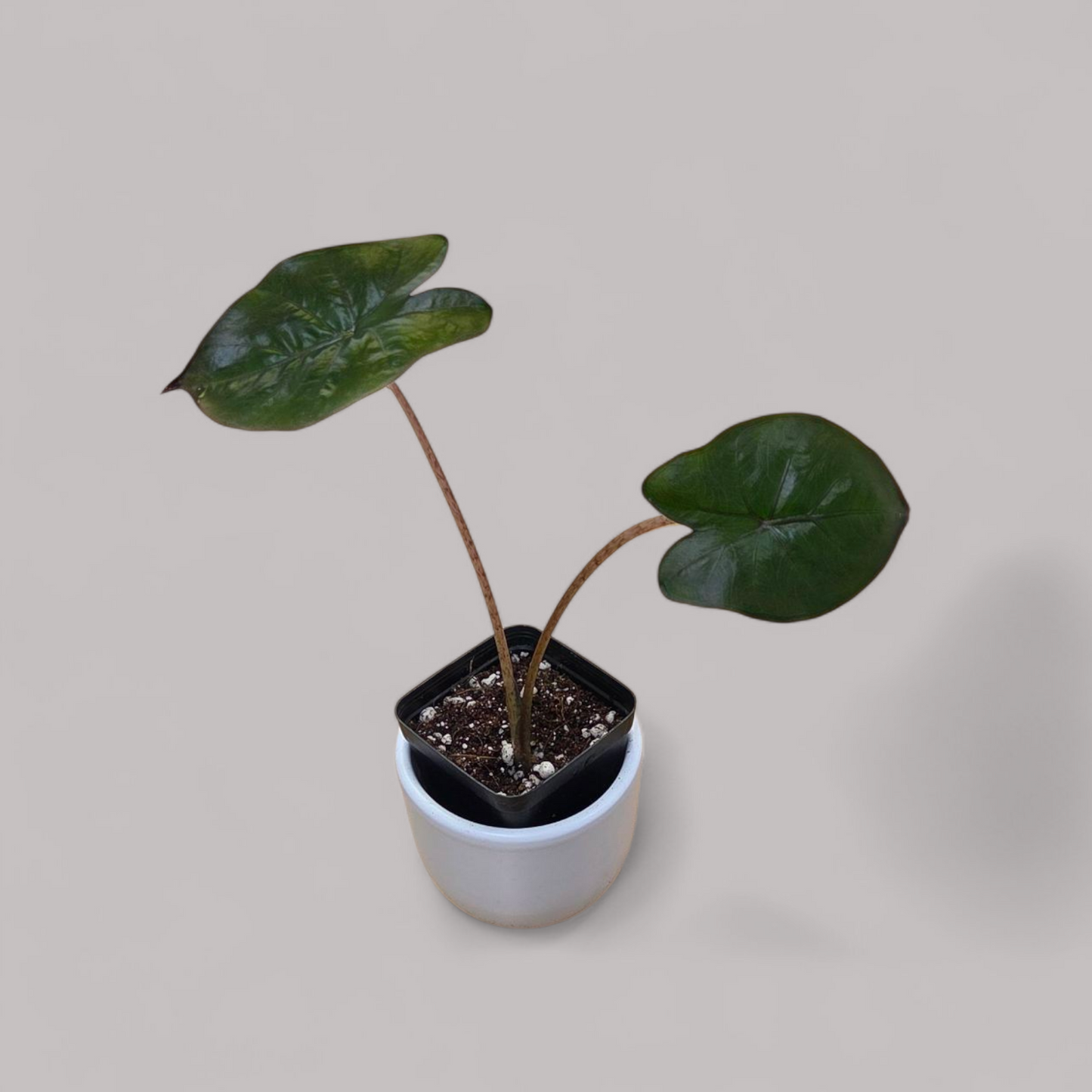 Alocasia 'Yucatan Princess'