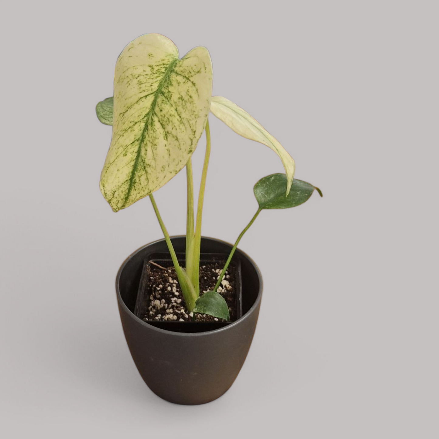 Monstera Deliciosa Mint Variegata