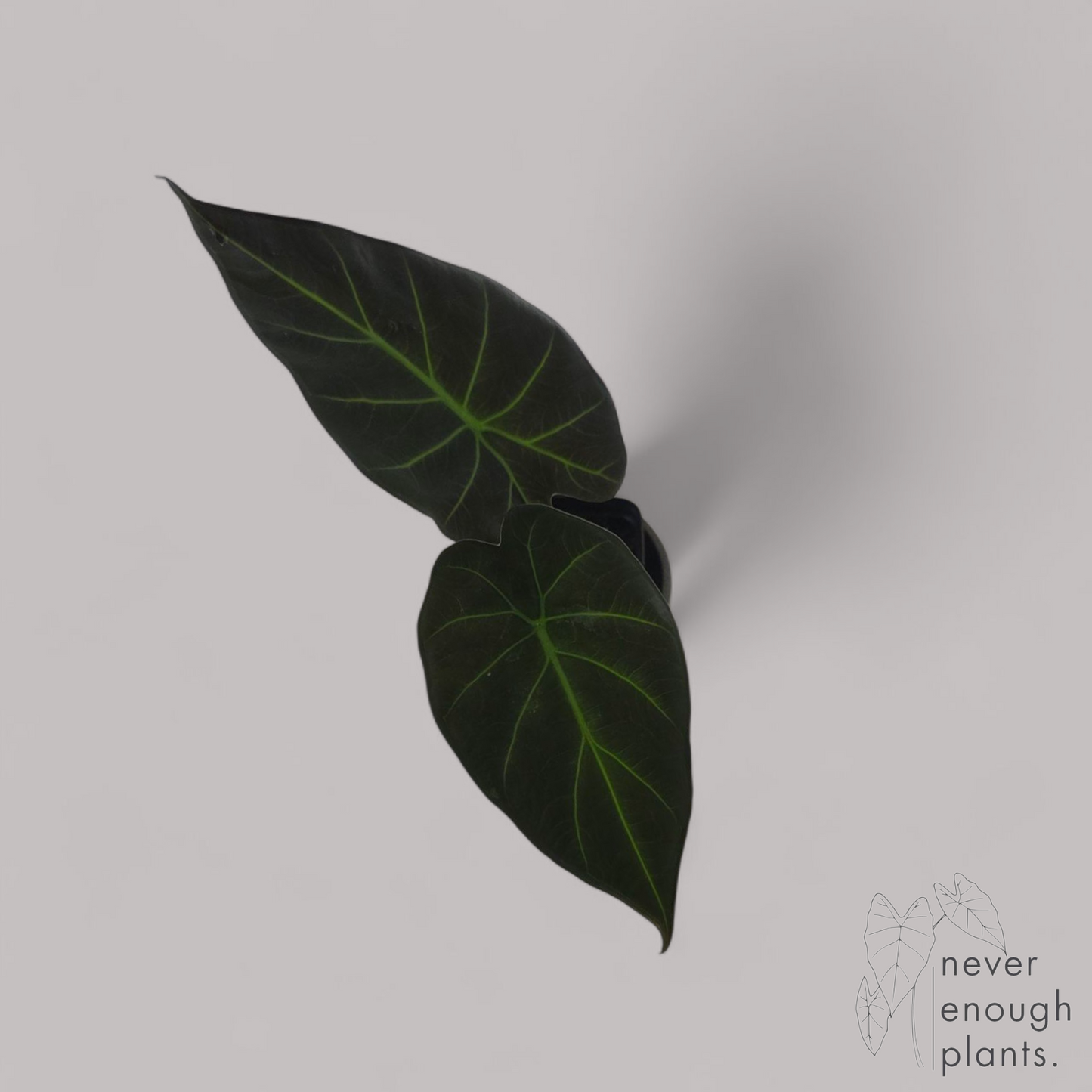 Alocasia 'Regal Shield'