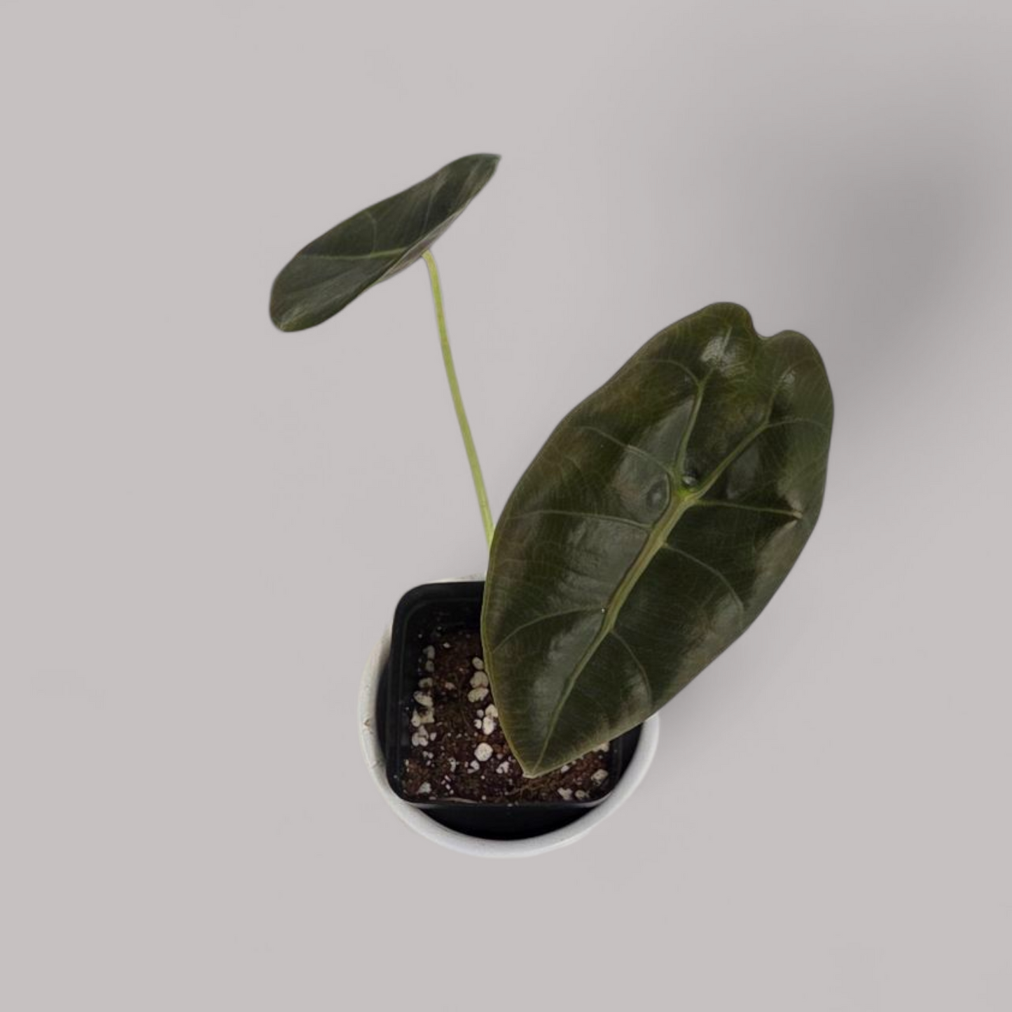 Alocasia Suhirmanjana