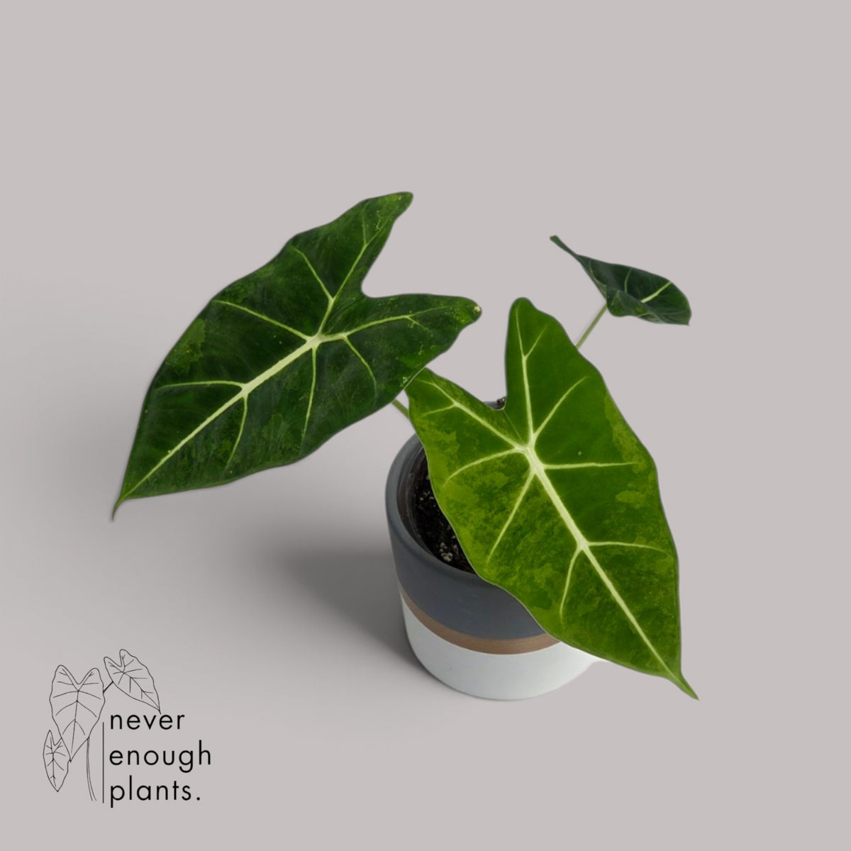 Alocasia 'Frydek' green on green