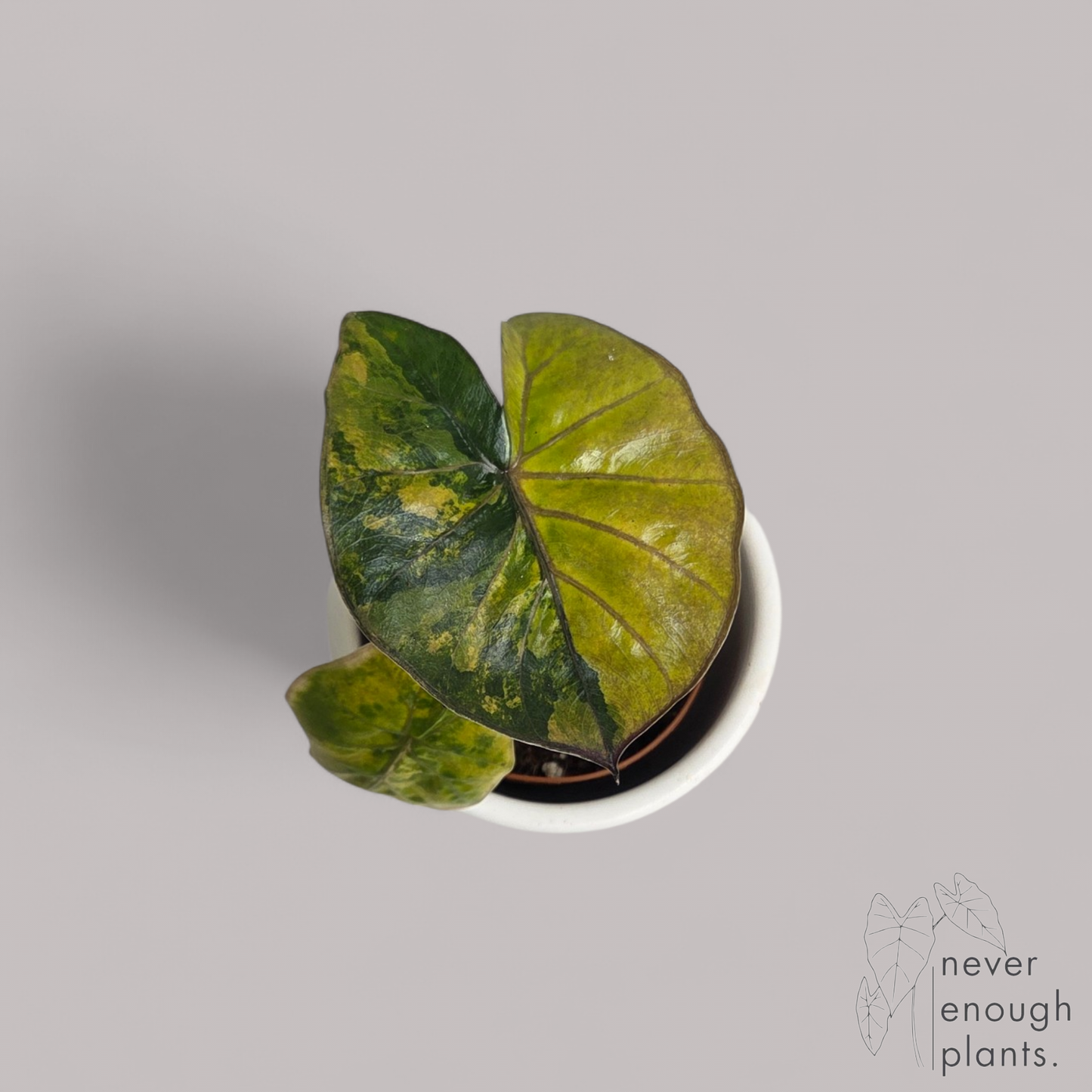 Alocasia Yucatan Princess Aurea Variegata