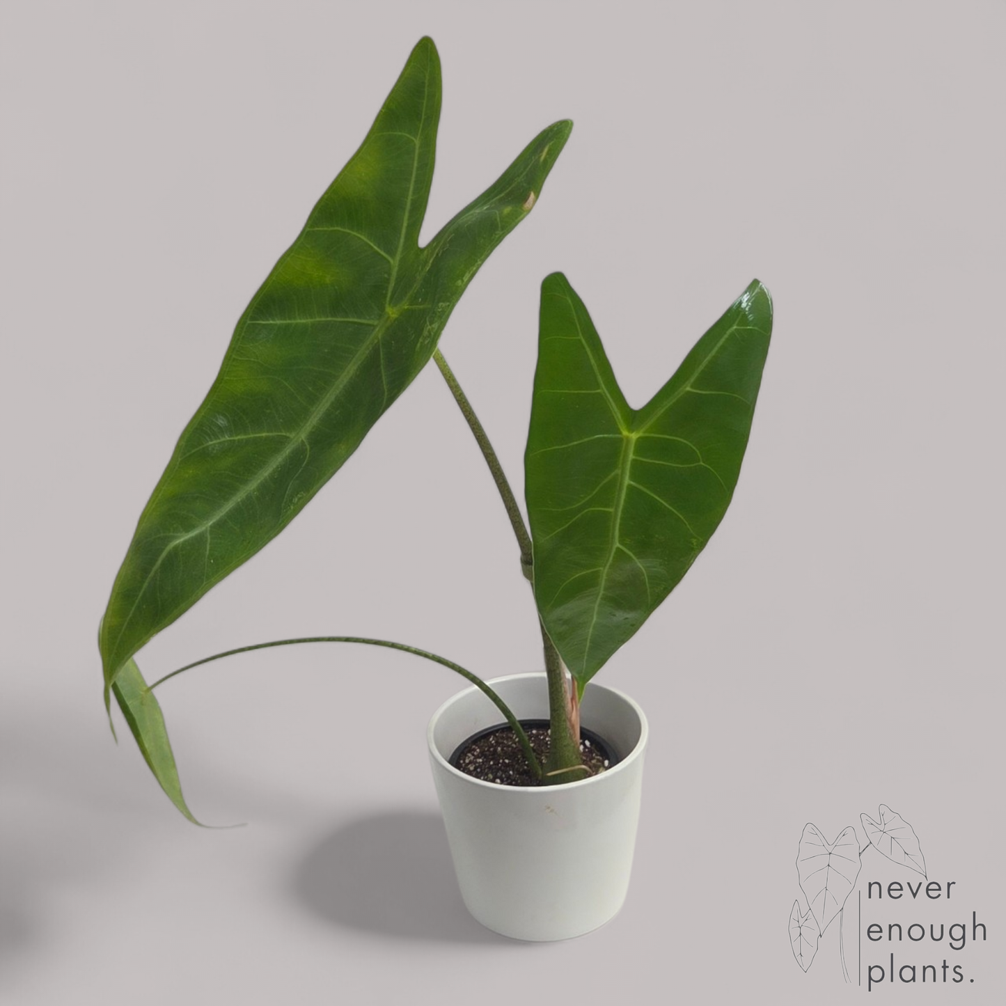 Alocasia Longiloba Aurea Variegata