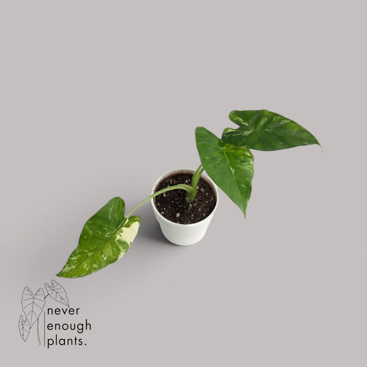 Alocasia Gageana Albo Variegata