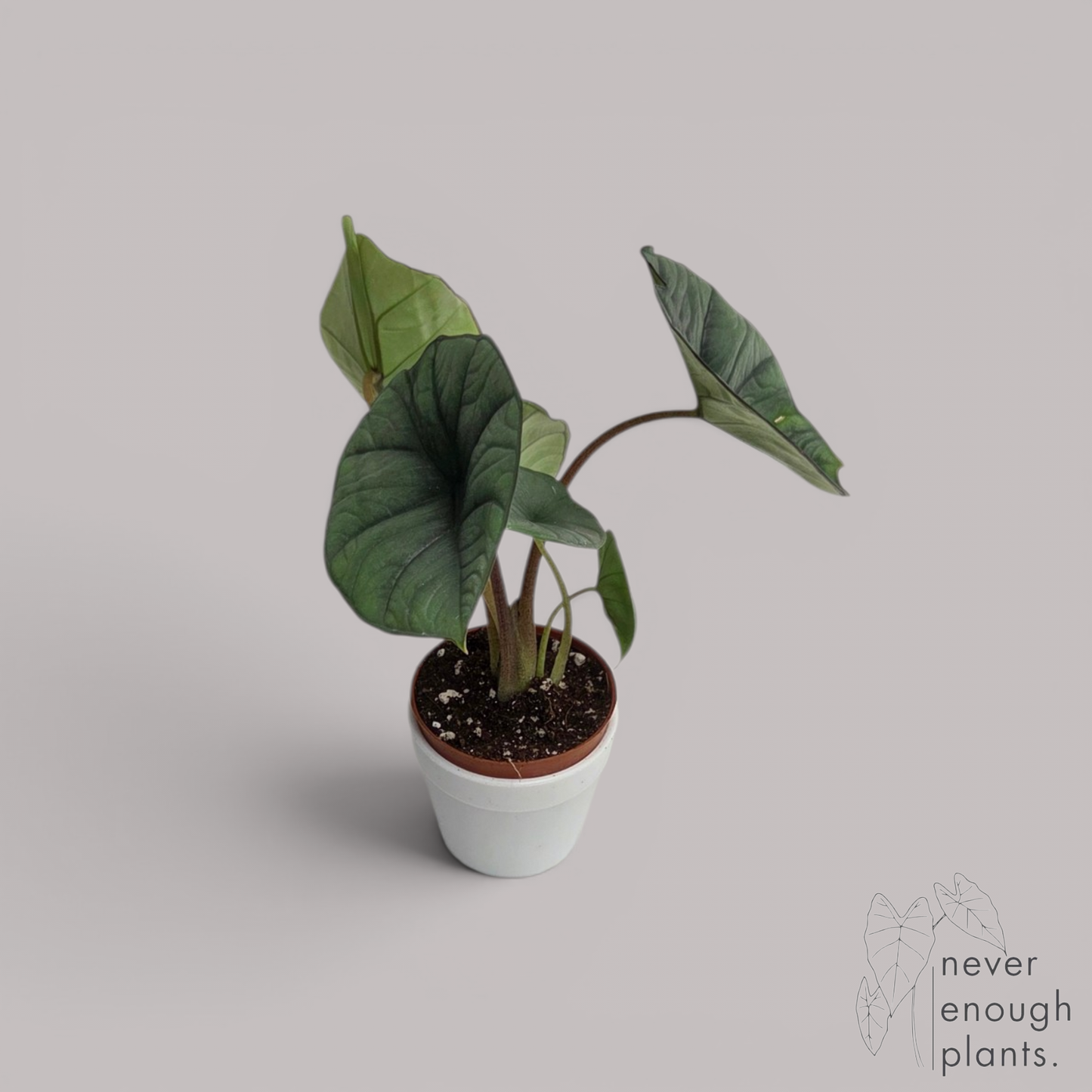 Alocasia Platinum