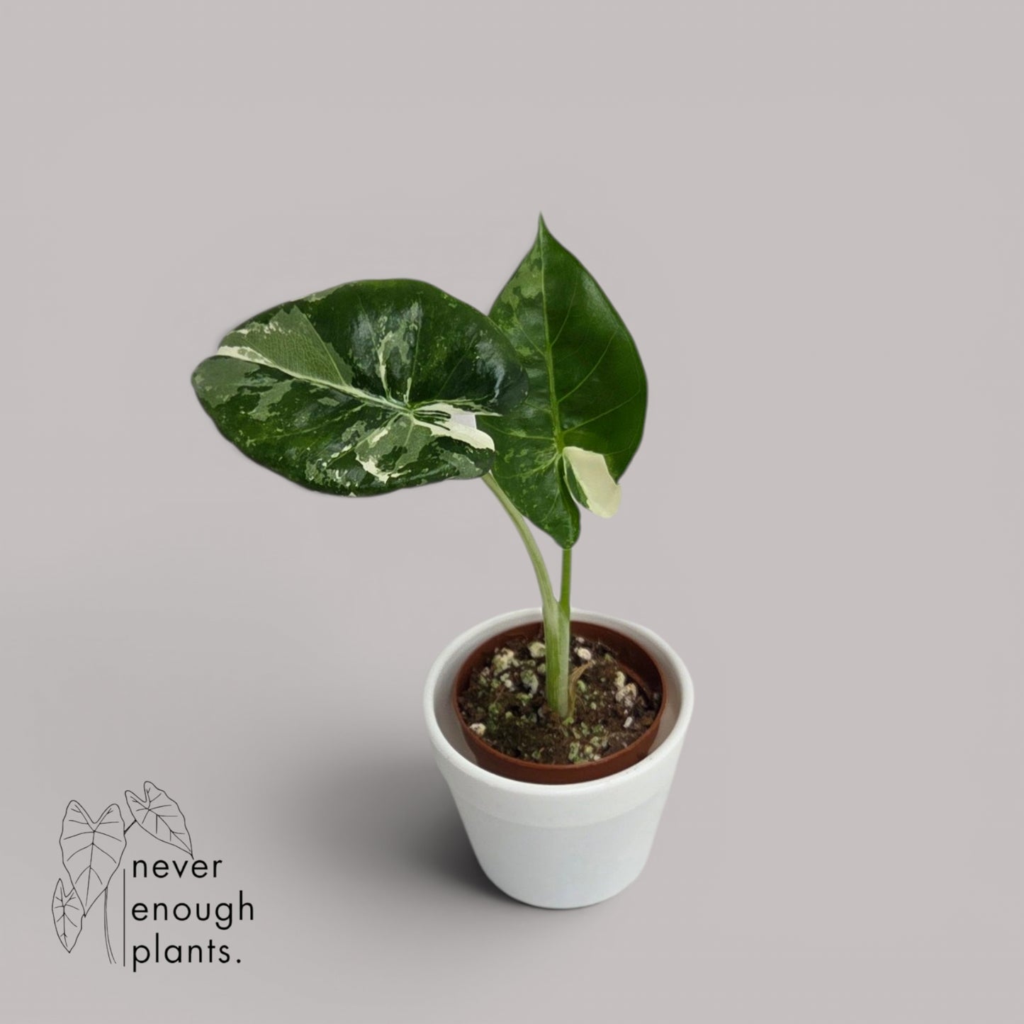 Alocasia Macrorrhiza albo variegata