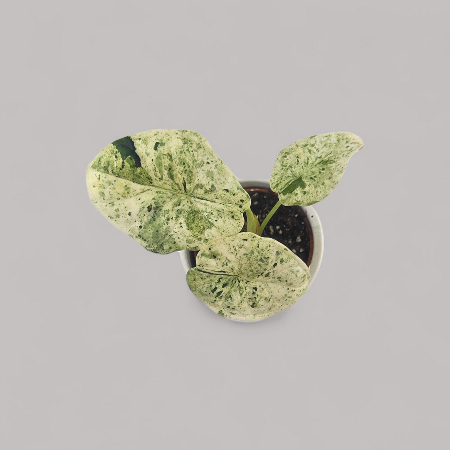 Alocasia Dragon Scale Mint