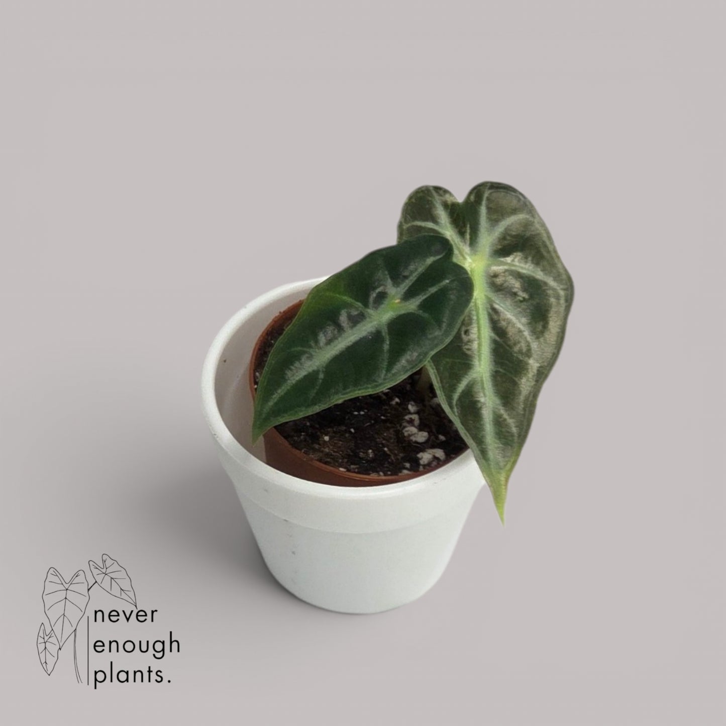 Alocasia Mandalay