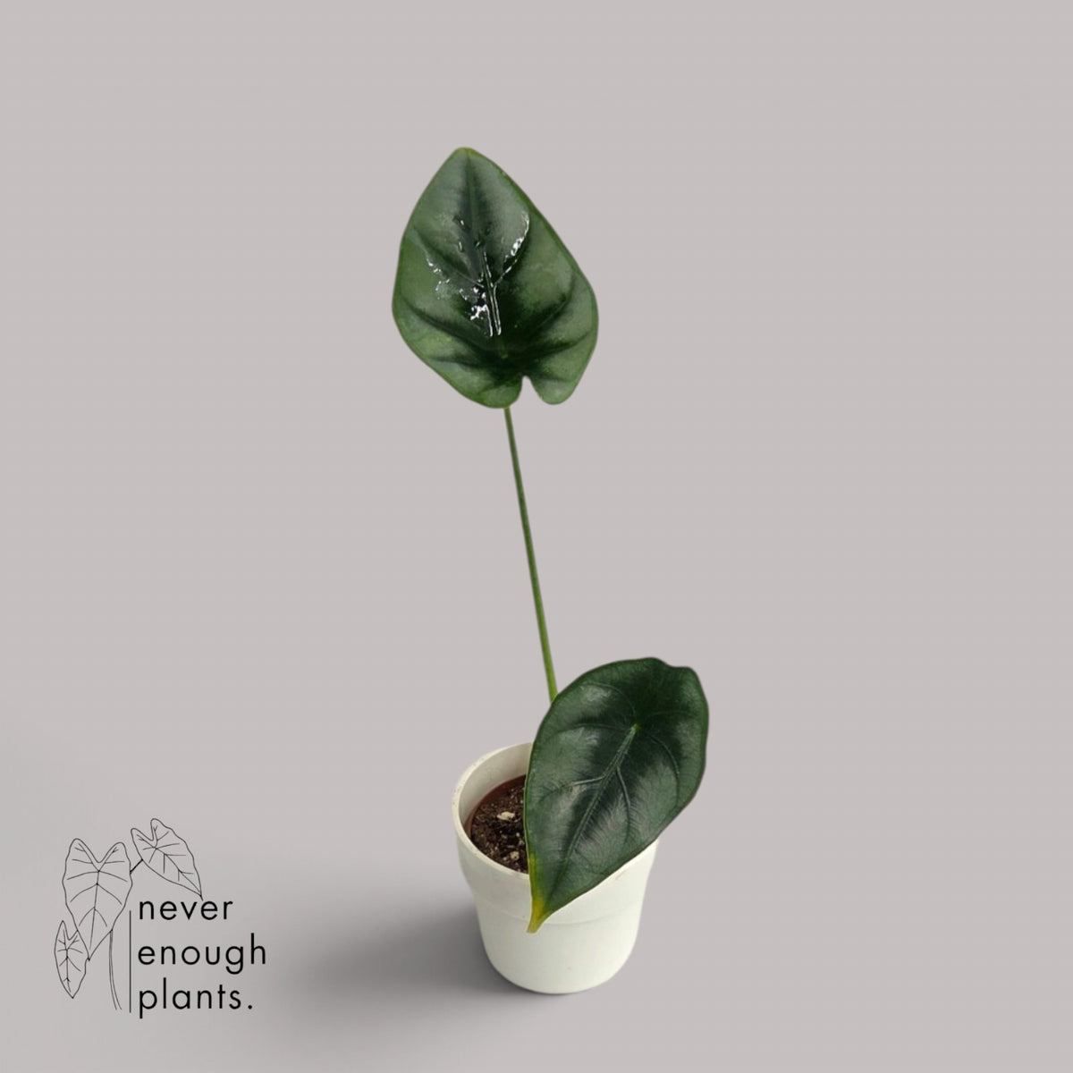 Alocasia 'Reversa'