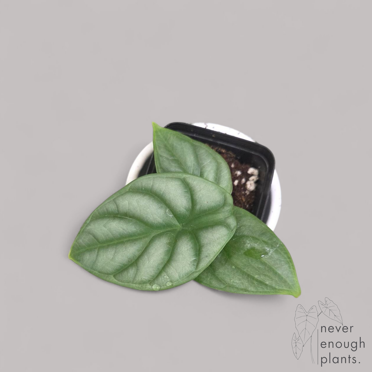 Alocasia 'Silver Dragon'