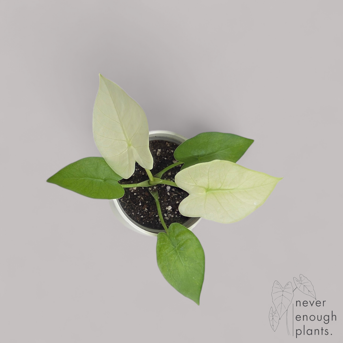 Alocasia Gageana Ghost