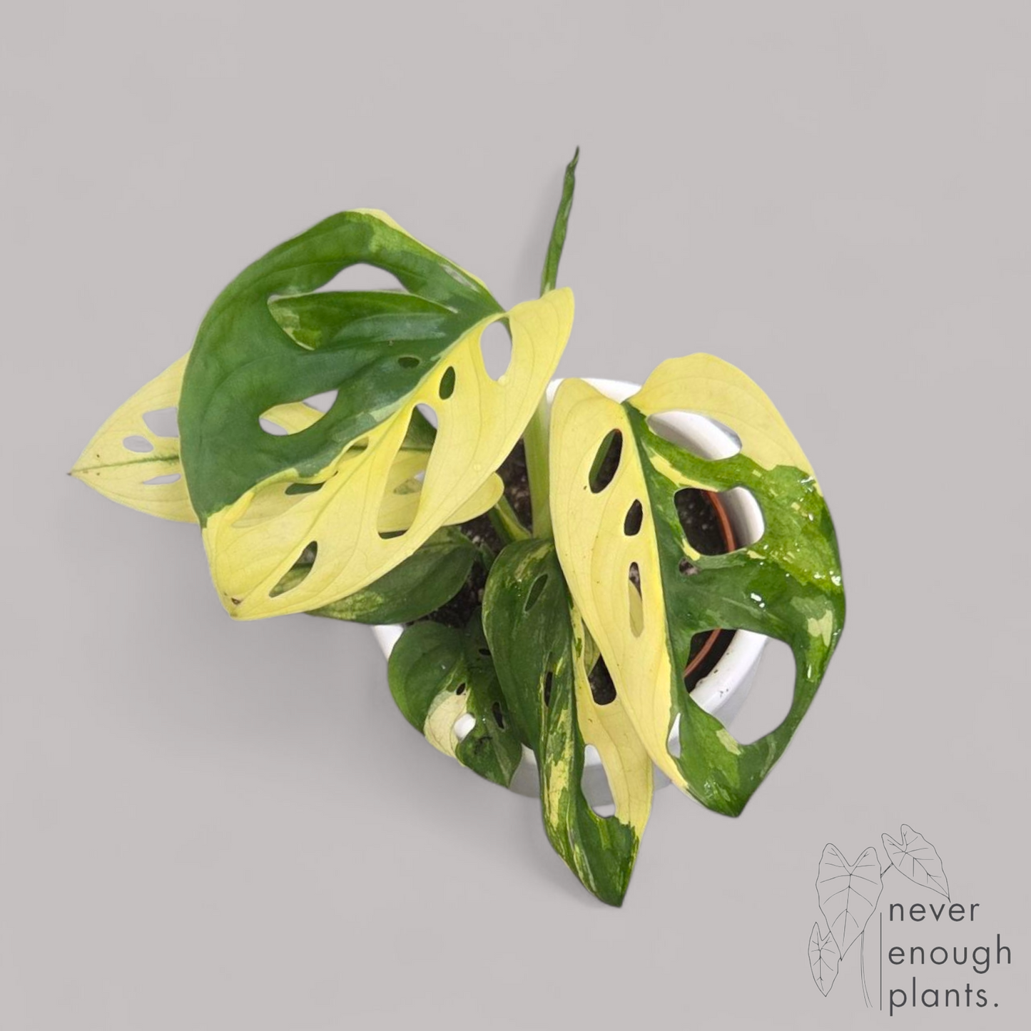 Monstera adansonii albo variegata