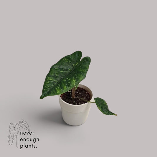 Alocasia Boyceana 'Shattered Glass'