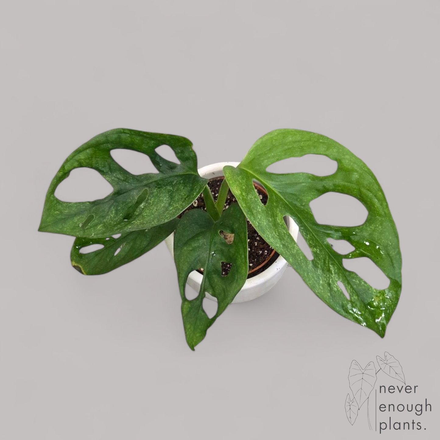 Monstera adansonii 'Mint'