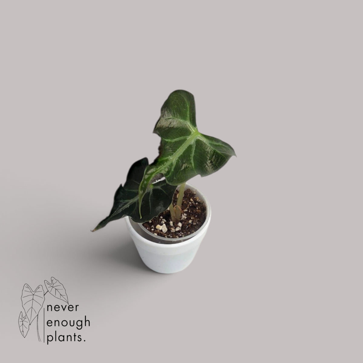 Alocasia Loco