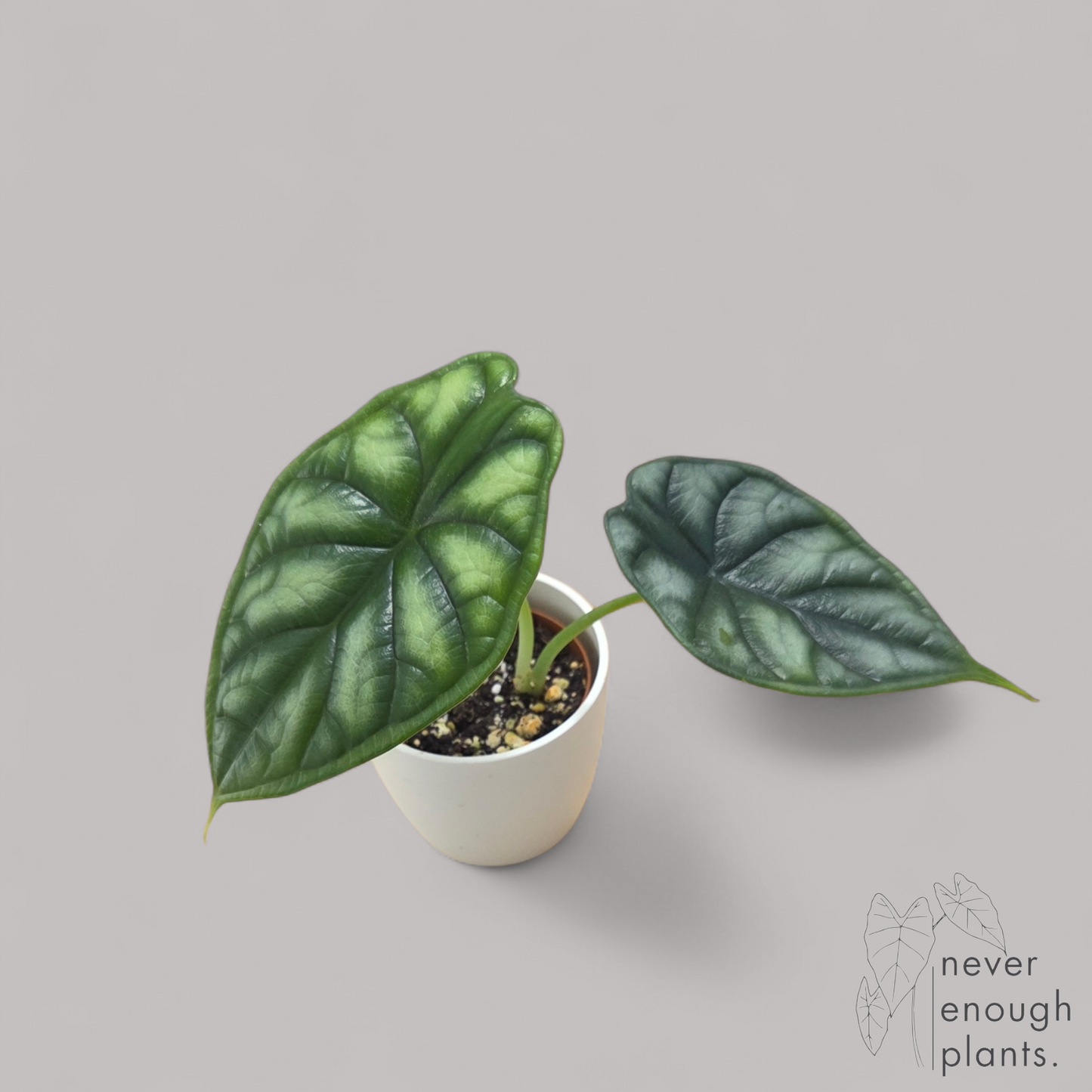 Alocasia Dragon Scale