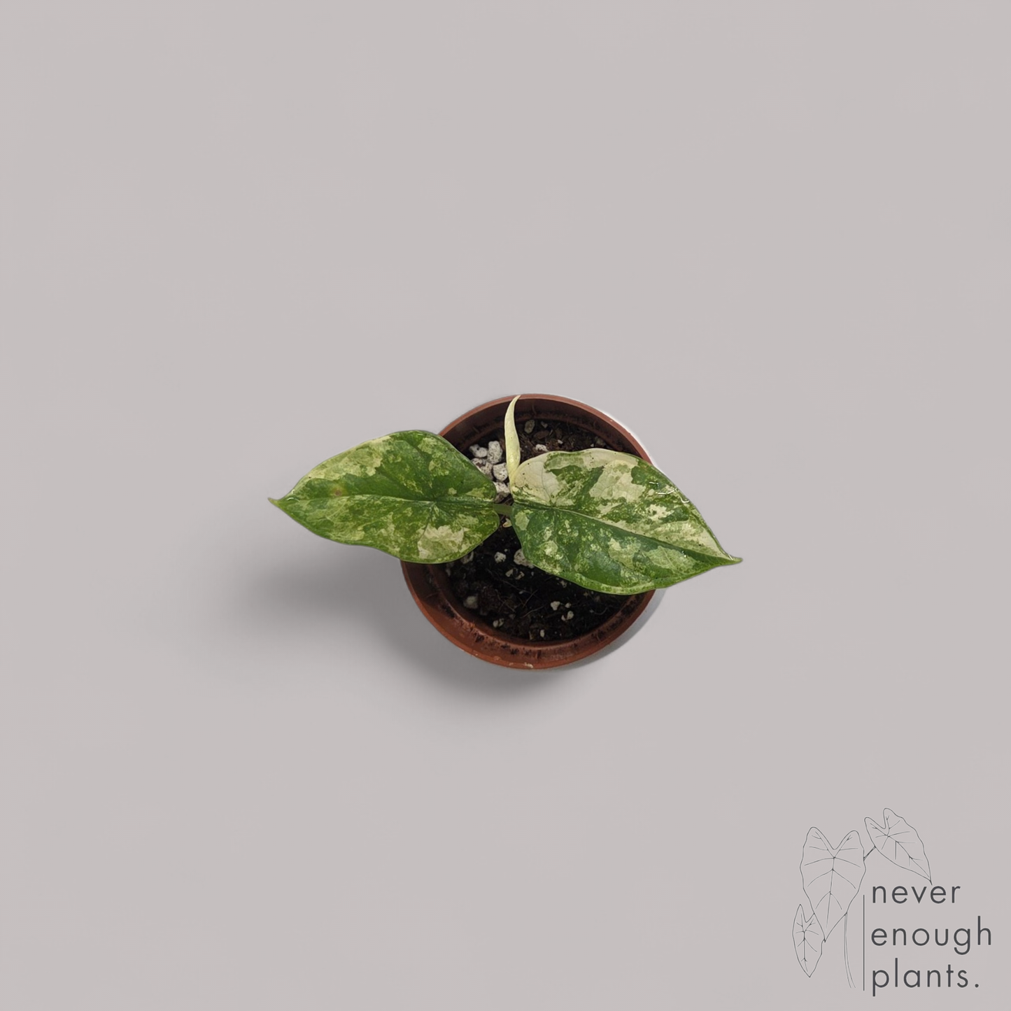 Alocasia 'Silver Dragon aurea variegata'