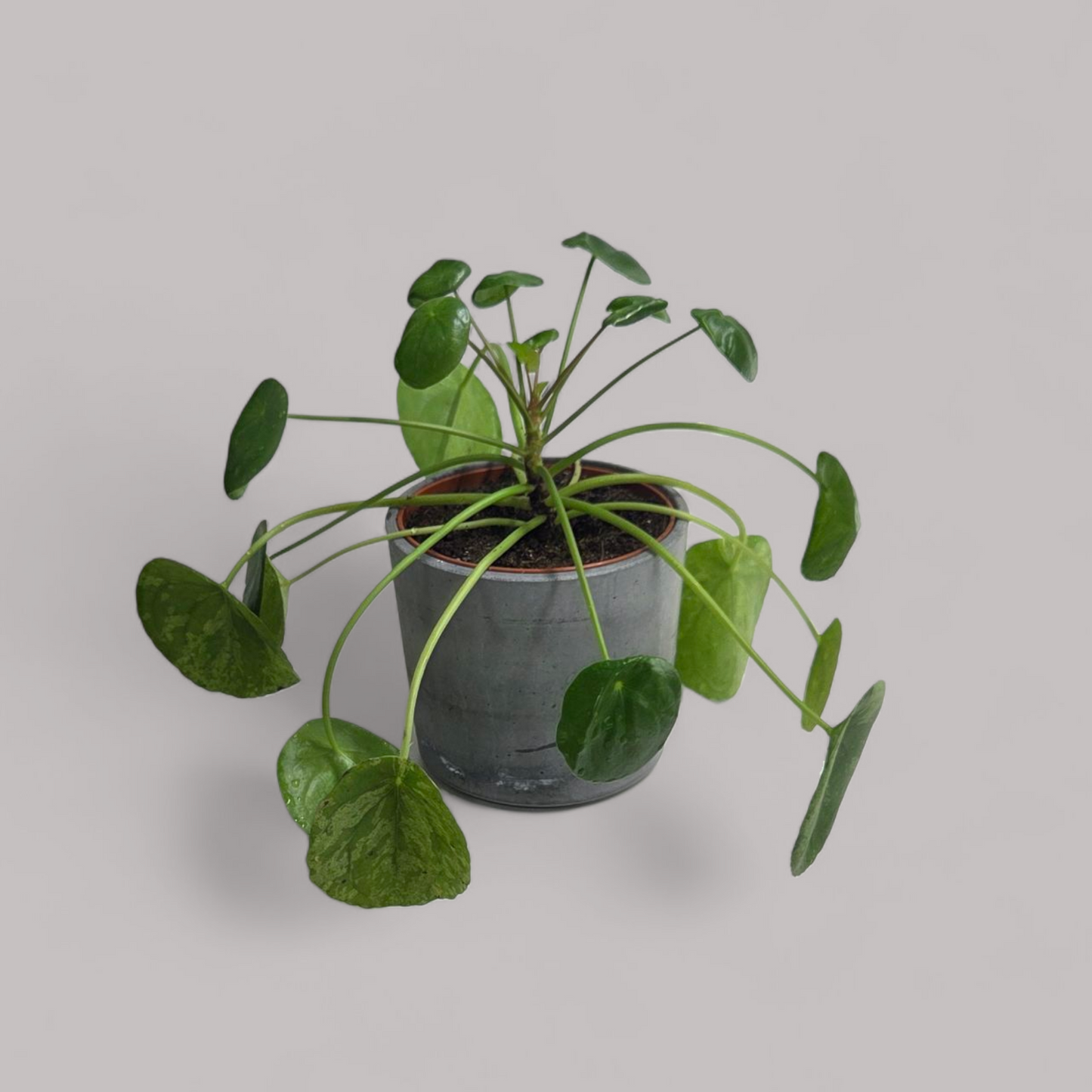 Pilea Peperomioides 'Mojito'