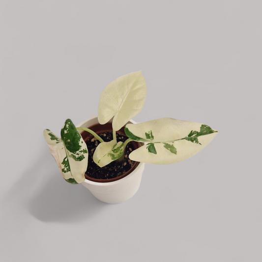 Buyers Choice - Alocasia Macrorrhiza albo variegata