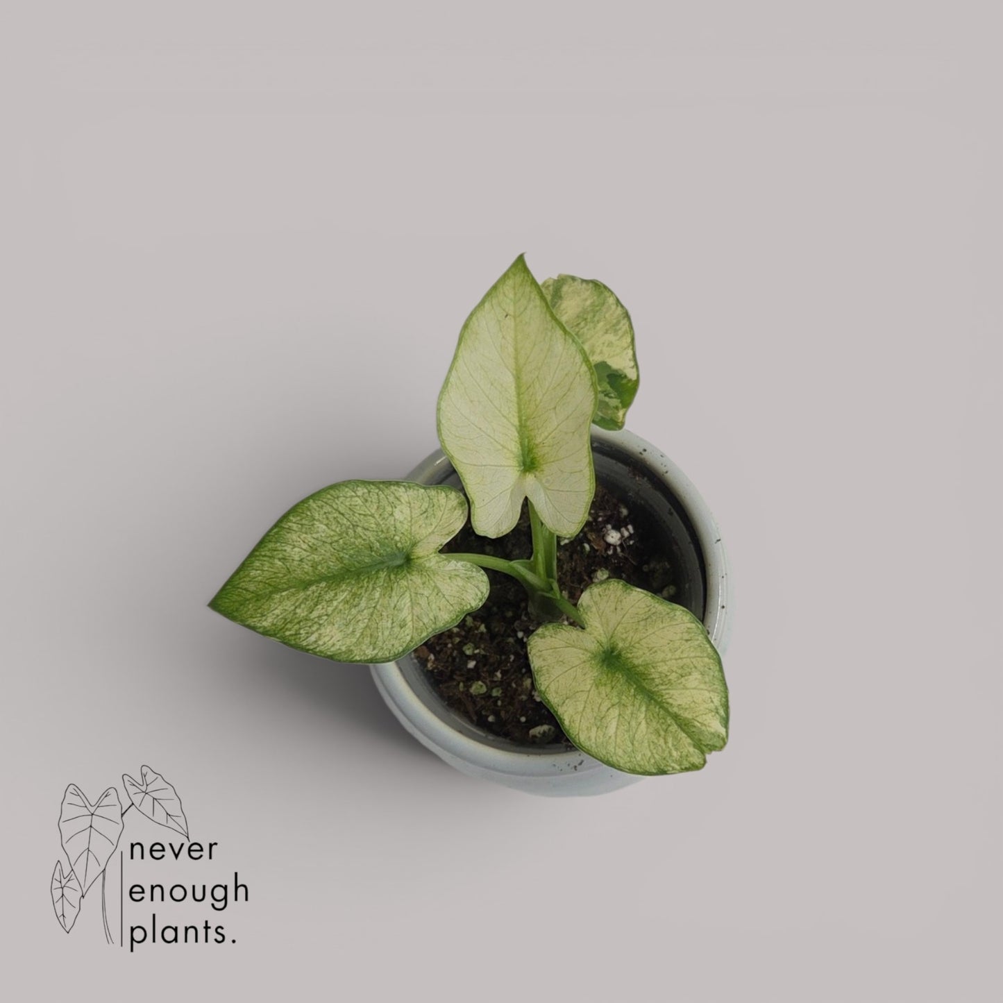 Alocasia Gageana Albo Variegata