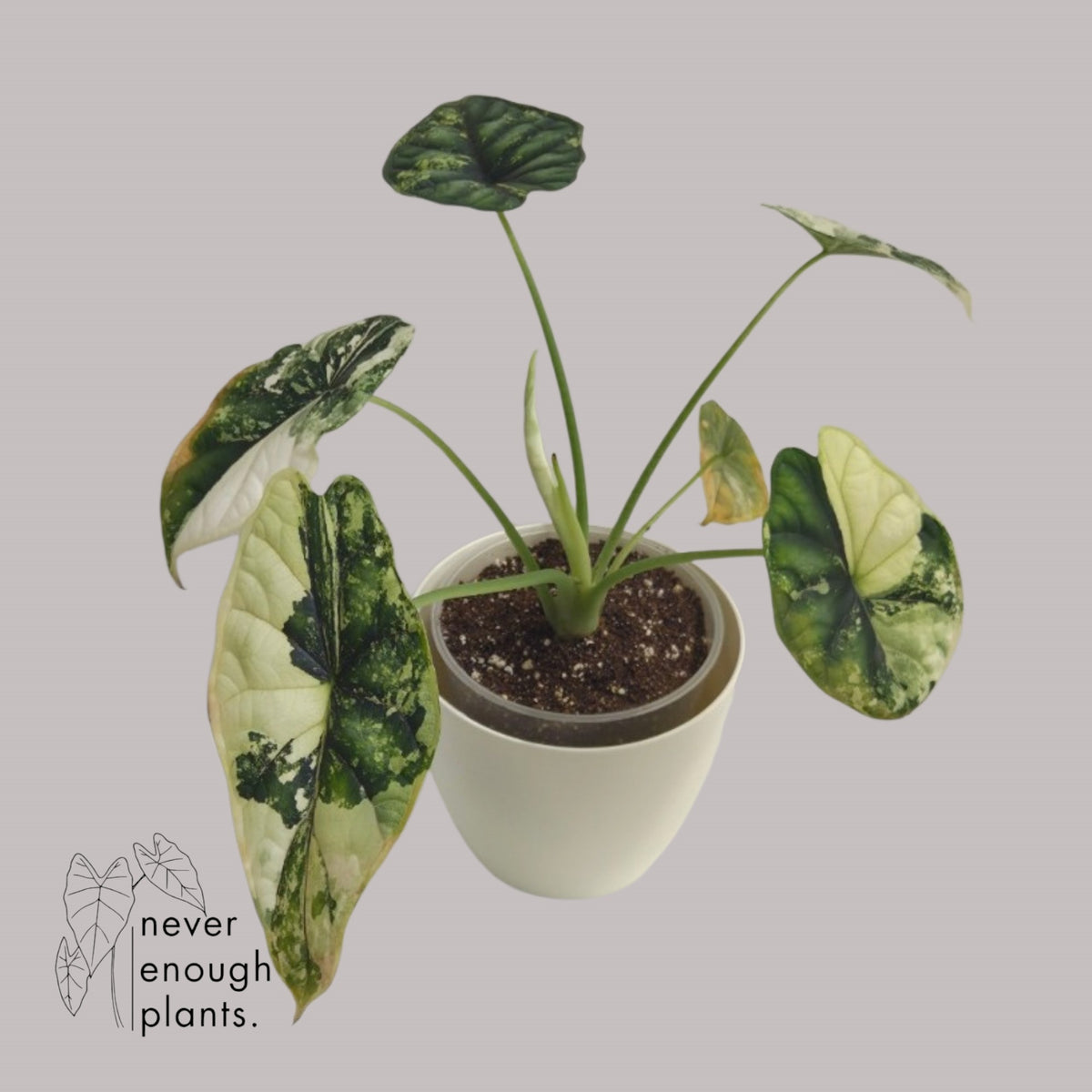 Alocasia Dragon Scale Albo Variegata