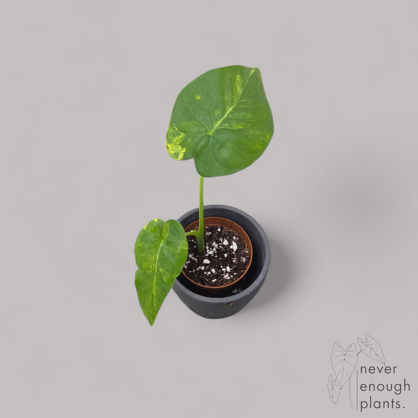 Alocasia Gageana Aurea Variegata